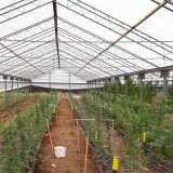 La serra del 42enne Francesco Misceo, che nell'agro di Terlizzi produce cannabis a norma di legge
